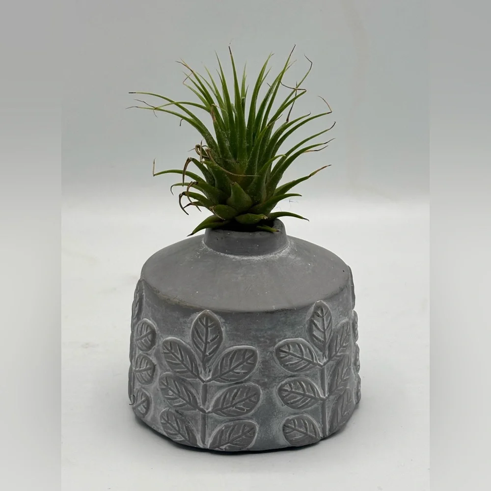 Modern Boho Live Air Plant - Grey Leaf Relief Concrete Pot